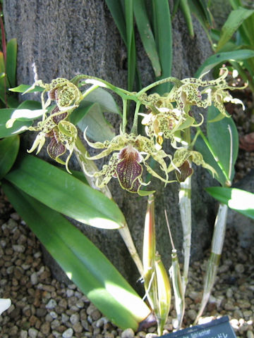 Dendrobium alexandrae