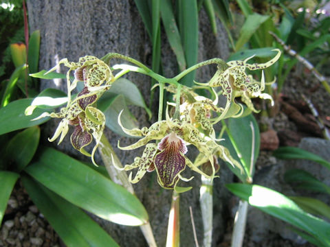 Dendrobium alexandrae