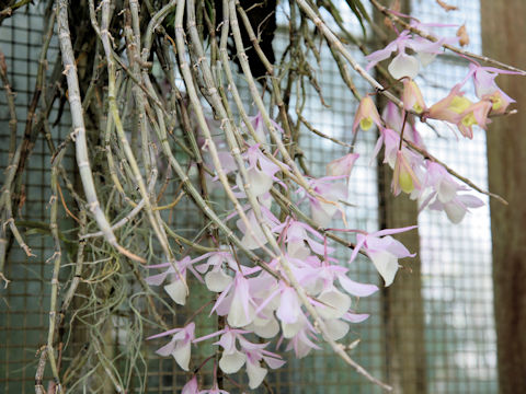 Dendrobium aphyllum