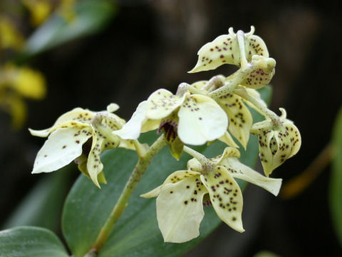 Dendrobium atroviolaceum