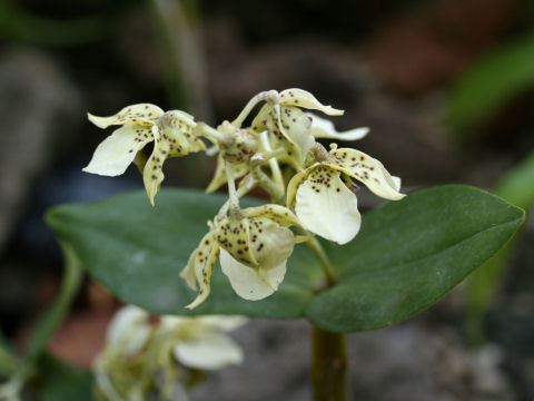 Dendrobium atroviolaceum