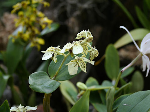 Dendrobium atroviolaceum