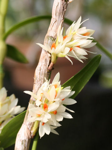 Dendrobium bracteosum