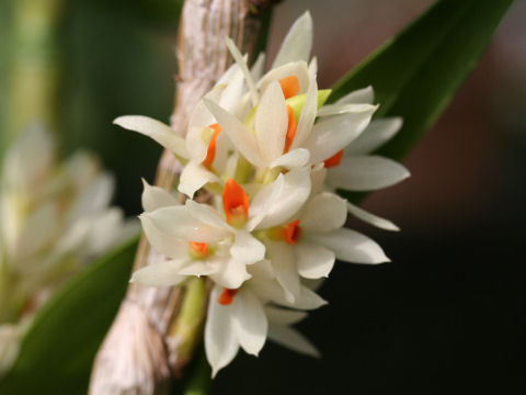 Dendrobium bracteosum