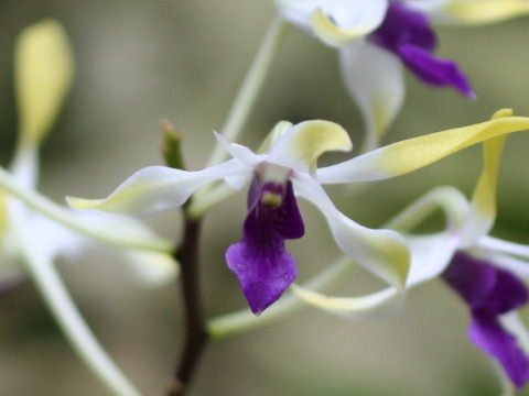 Dendrobium canaliculatum