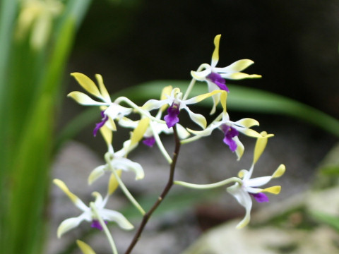 Dendrobium canaliculatum