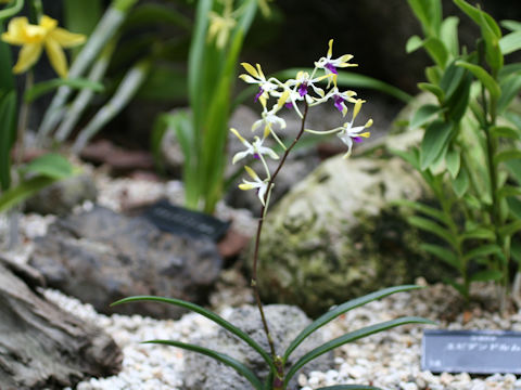 Dendrobium canaliculatum