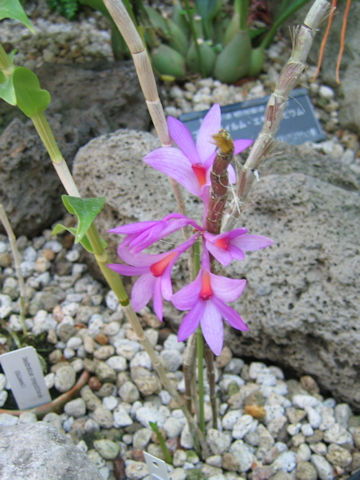 Dendrobium crepidiferum