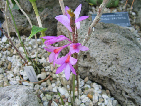 Dendrobium crepidiferum