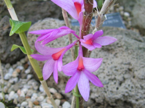 Dendrobium crepidiferum