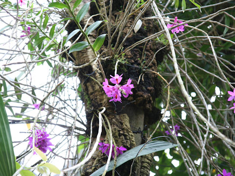 Dendrobium crepidiferum