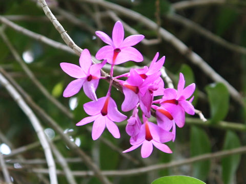 Dendrobium crepidiferum