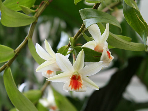 Dendrobium cv. Dawn Maree