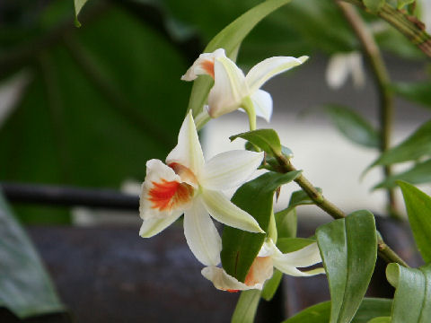 Dendrobium cv. Dawn Maree