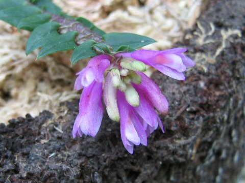 Dendrobium dichaeoides