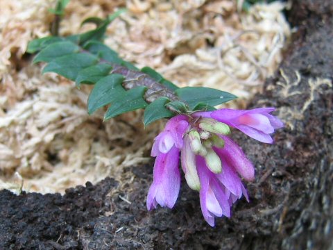 Dendrobium dichaeoides