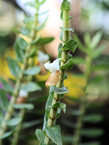 Dendrobium ellipsophyllum