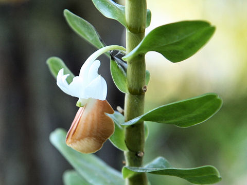 Dendrobium ellipsophyllum