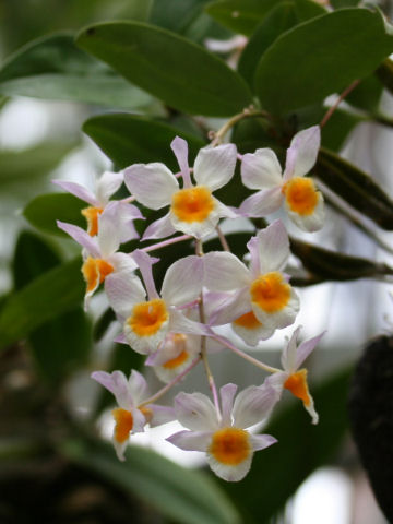 Dendrobium farmeri