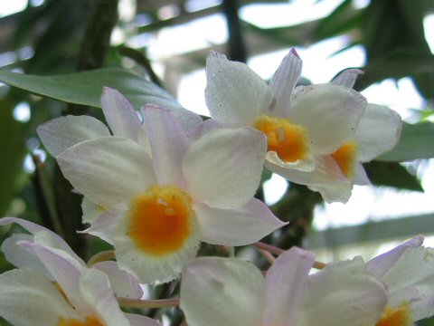 Dendrobium farmeri