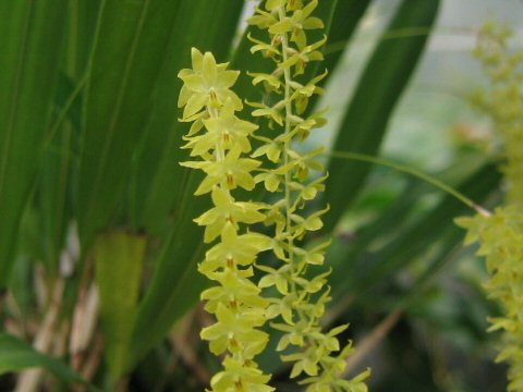 Dendrochilum filiforme