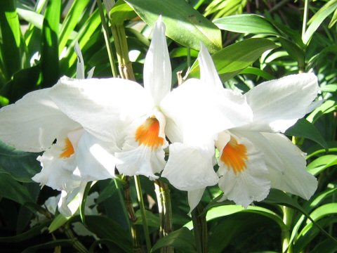 Dendrobium formidible