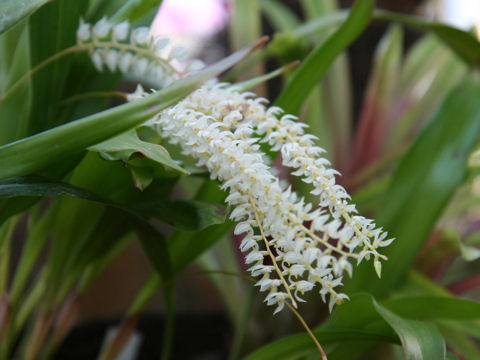 Dendrochilum glumaceum