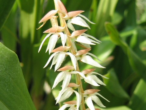 Dendrochilum glumaceum