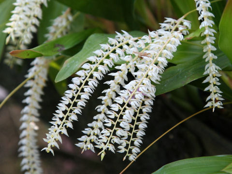 Dendrochilum glumaceum