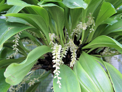 Dendrochilum glumaceum