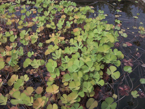 Marsilea quadrifolia