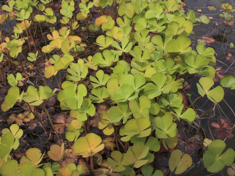 Marsilea quadrifolia