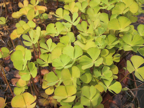 Marsilea quadrifolia