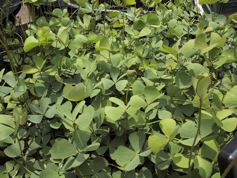 Marsilea quadrifolia