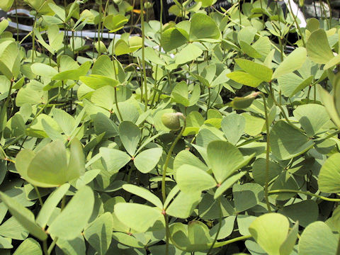 Marsilea quadrifolia