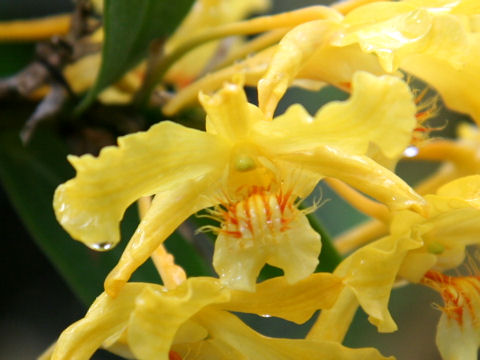 Dendrobium lowii