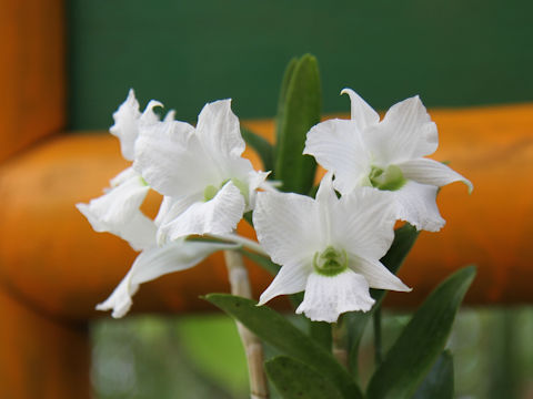 Dendrobium sanderae var. luzonicum