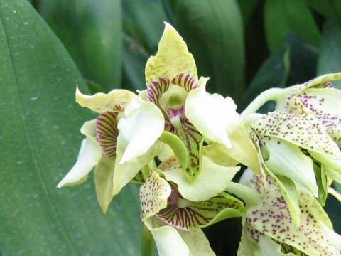 Dendrobium macrophyllum