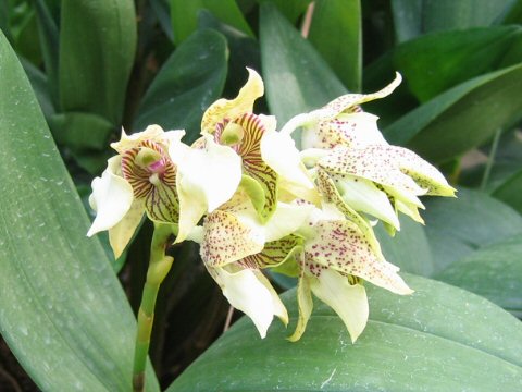 Dendrobium macrophyllum