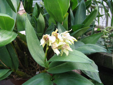 Dendrobium macrophyllum