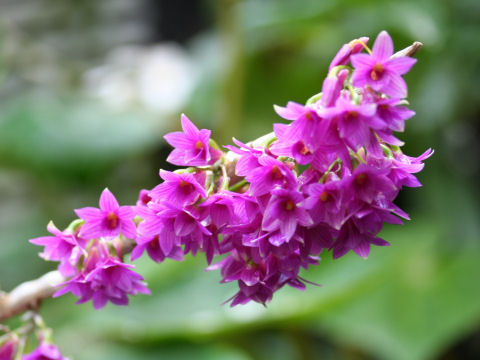 Dendrobium miyakei