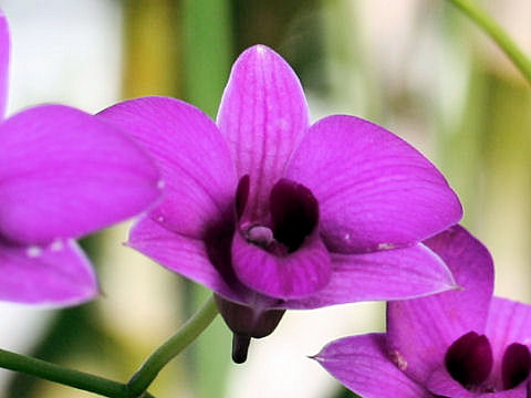 Dendrobium phalaenopsis