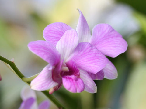 Dendrobium phalaenopsis