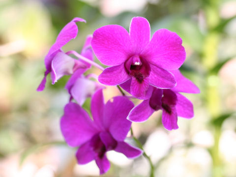 Dendrobium phalaenopsis