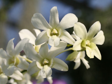 Dendrobium phalaenopsis