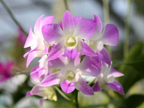 Dendrobium phalaenopsis