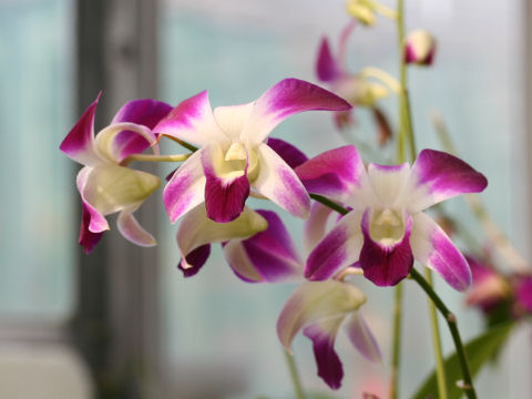 Dendrobium phalaenopsis