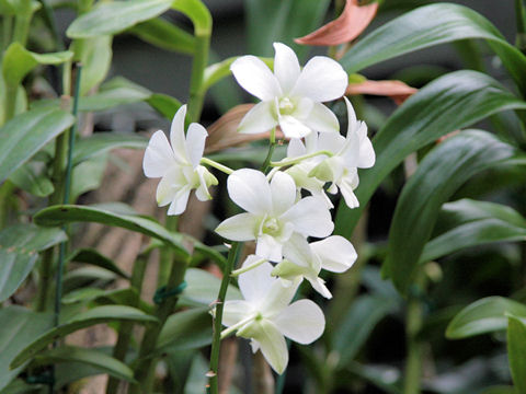 Dendrobium phalaenopsis