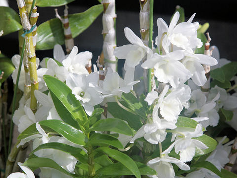 Dendrobium phalaenopsis