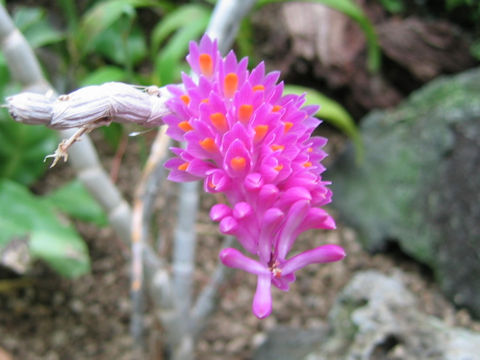 Dendrobium secundum